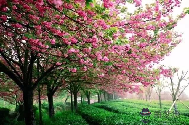 櫻花什麼時候開:櫻花一般在什麼時候開花?