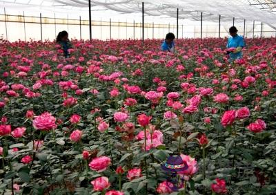 玫瑰花如何種植:個人養玫瑰花的種植方法?詳細點!