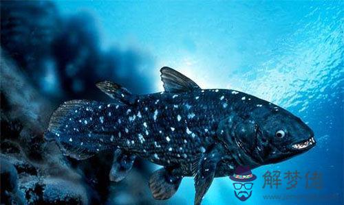 世界上最貴的魚排名:世界最貴的幾種魚,第7種你見過麼