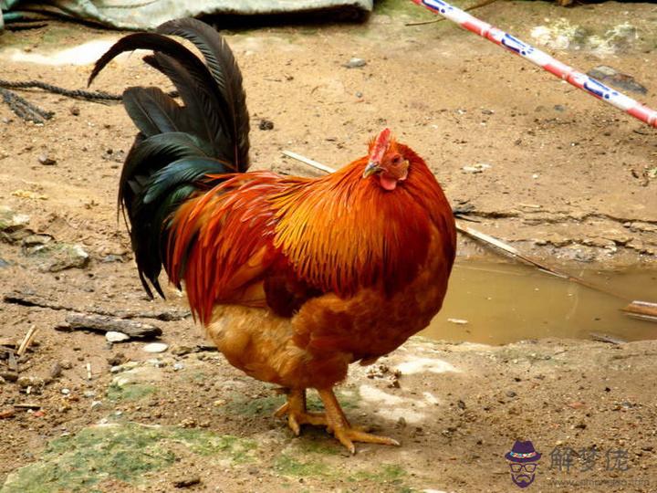 搞笑游戲名字排行榜:好聽的6個字的游戲名字