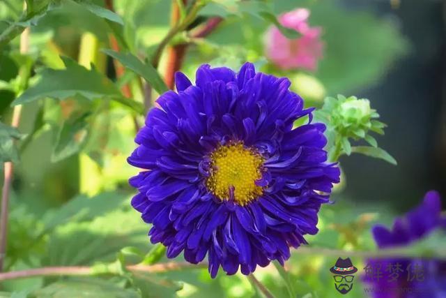 十二星座的守護花:12星座的守護花各是什麼?