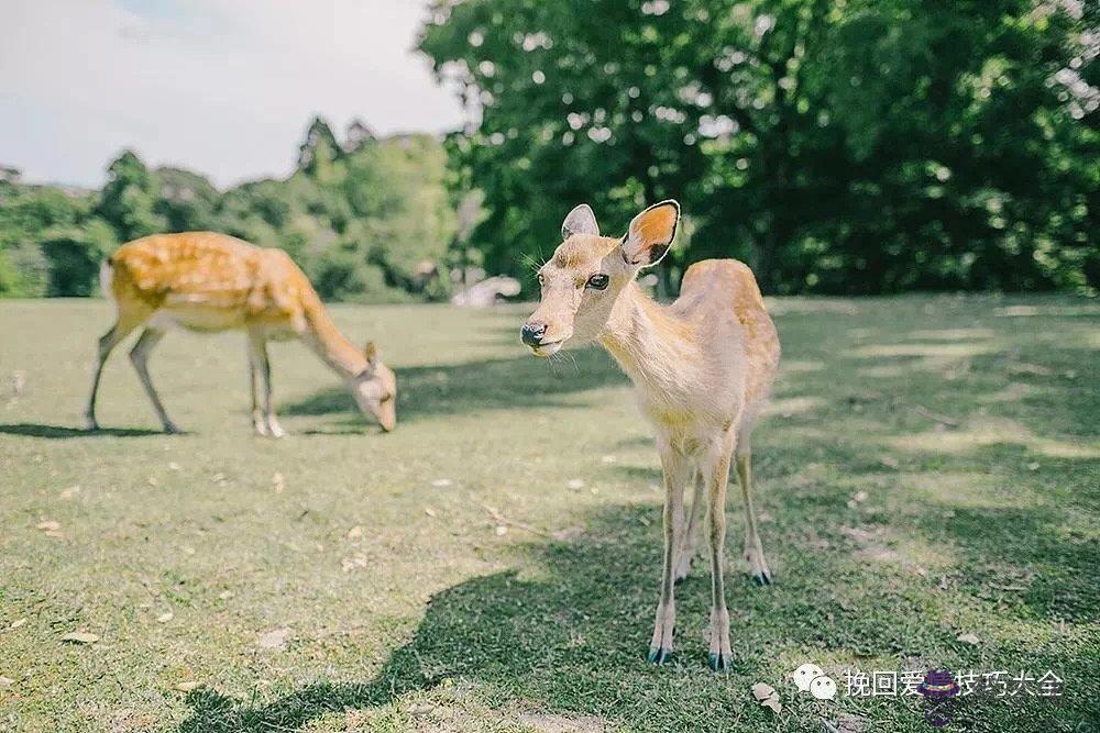 越是嘴硬越是想要關心對方的獅子座,只會用欺負來引起喜歡的人注意嗎?