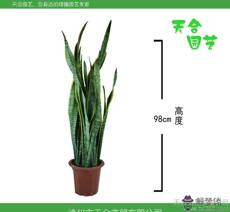 金邊虎皮蘭的養殖方法和注意事項:金邊虎皮蘭怎麼養護？