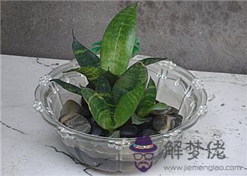 金邊虎皮蘭的養殖方法和注意事項:水培虎皮蘭的養殖方法和注意事項 虎皮蘭怎麼水養