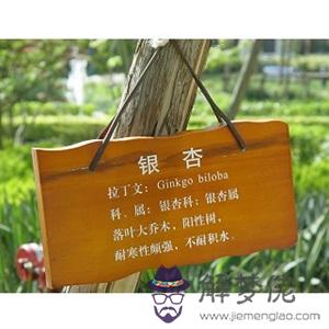 保護樹木的宣傳語:愛護樹木的宣傳語