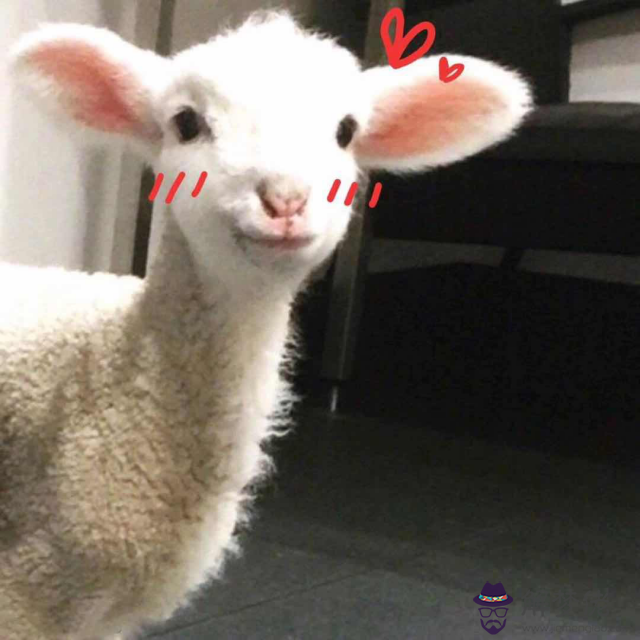 屬狗終身幸運色:屬兔的幸運色是什麼