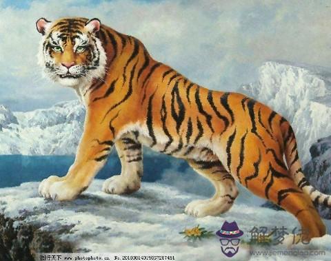 生肖虎女最怕出生幾月:生肖虎女幾月出生好日子