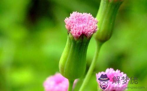 屬羊人佩戴什麼旺自己:請問屬羊的人應該佩戴什麼吉祥物?