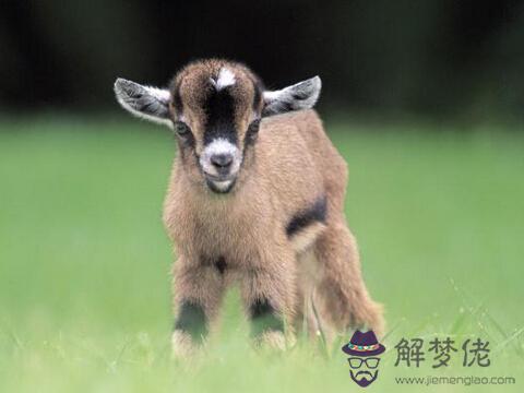 1991年屬羊是什麼命:1991年是什麼命？1991年出生的屬羊人的命運