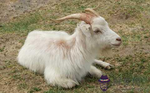 1991年屬羊是什麼命:1991年屬羊是什麼命