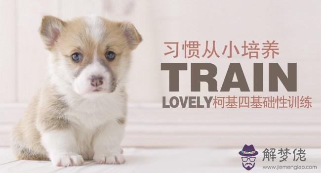 狗狗起名字大全洋氣:狗狗名字大全洋氣白色的狗狗
