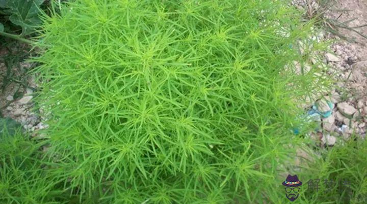 野菜圖片大全及名字:野菜有哪些，野菜圖片大全及名字，野菜都有哪些品種