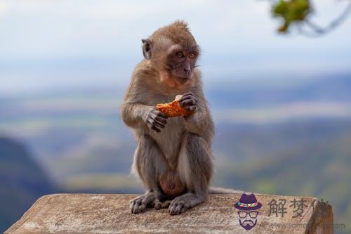 2年屬猴女和什麼屬相最配"