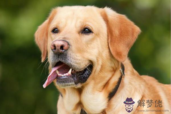 女狗男猴婚姻相配嗎？