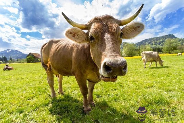 生肖牛和什麼生肖婚姻最配