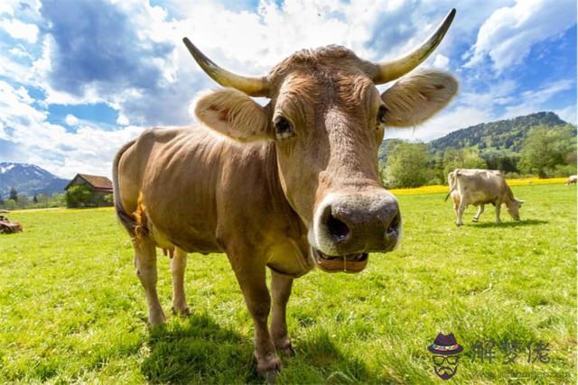 7年屬牛的屬相婚配表"