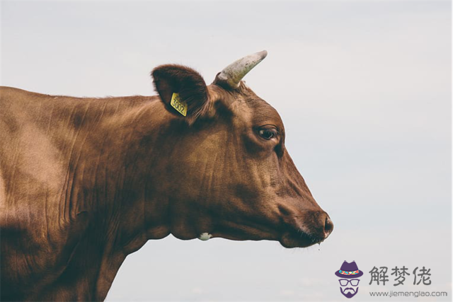 屬牛的上等婚配是什麼屬相