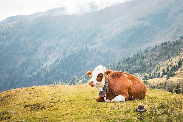 鼠和牛相配婚姻如何 鼠婚配最佳屬相