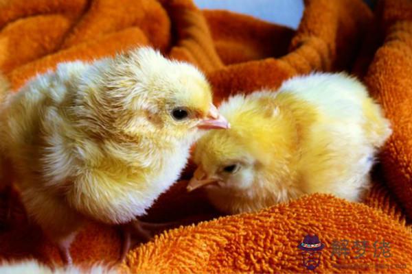 雞年和什麼生肖相配 屬雞人最適宜的婚配對象