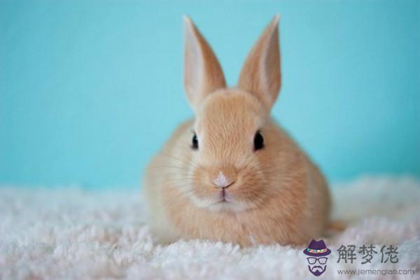 女屬牛男屬兔會旺夫嗎