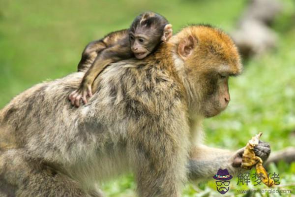 蛇和猴相配婚姻如何 他們是合適的婚配屬相嗎