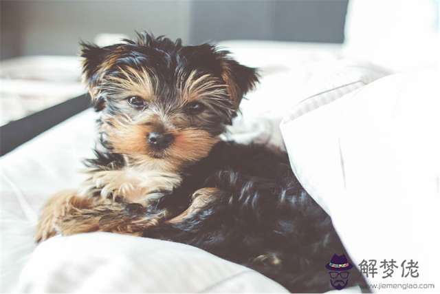 994年屬狗的婚配宜忌