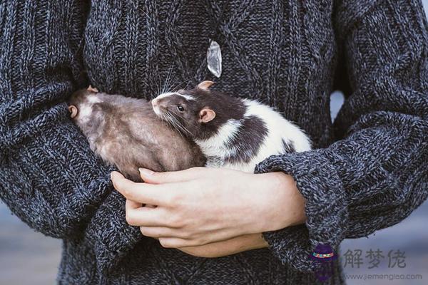 020屬鼠如何化解太歲"