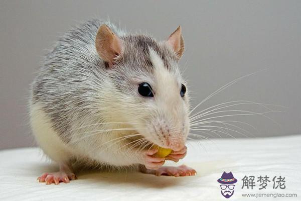 020年屬鼠本命年可以生孩子嗎"