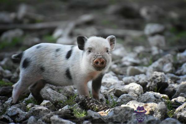 鼠和豬相配婚姻如何 會幸福美滿嗎