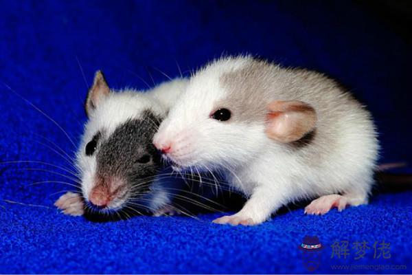 屬龍和屬鼠的合不合