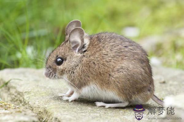 屬鼠2020年每月運勢是什麼樣的