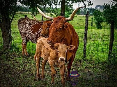 屬豬和屬牛的結婚合不合