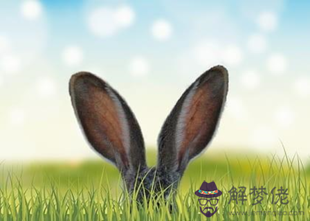 屬兔和屬虎的合不合 兔和虎相配婚姻如何