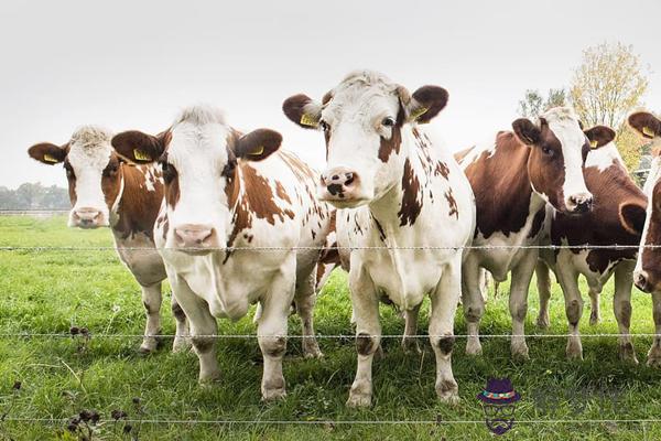 997年屬牛女的婚姻如何