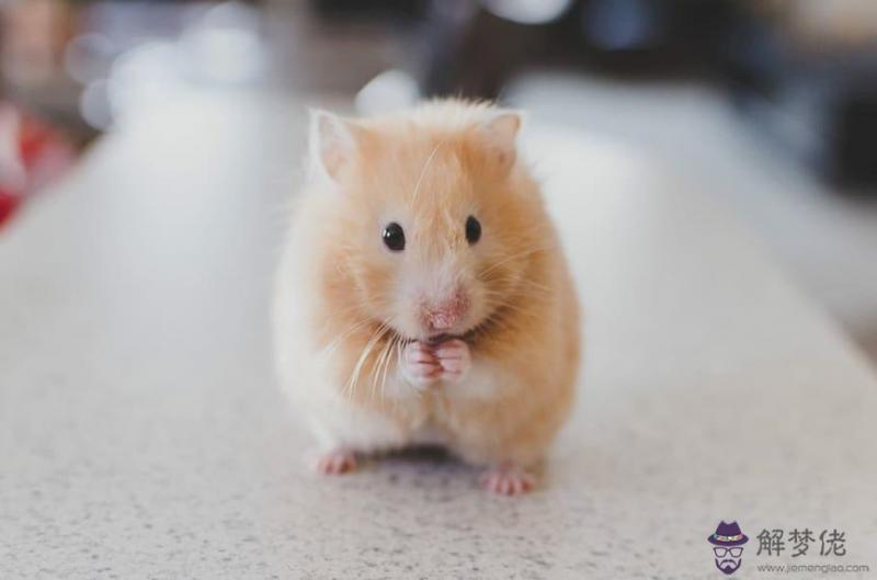 996年屬鼠男孩的婚姻好嗎"