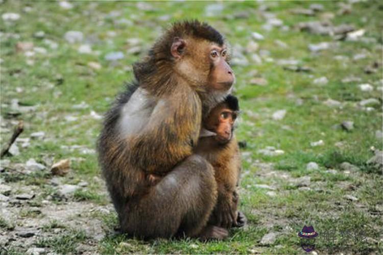 屬猴女和屬狗男的相配嗎