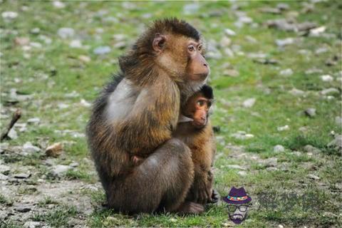 屬羊的和屬猴的配嗎 屬羊與屬猴婚配好不好