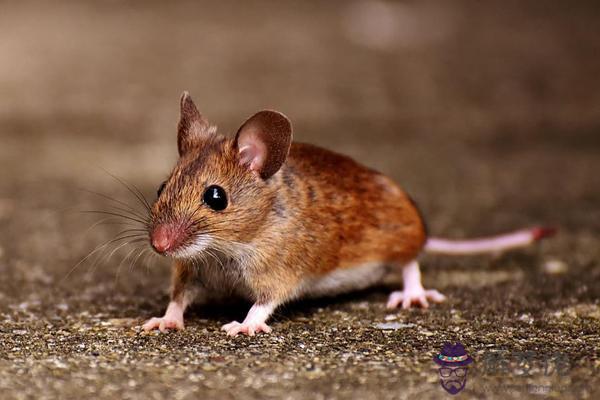 996年屬鼠是什麼命男,婚姻運勢如何"